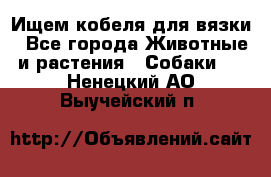 Ищем кобеля для вязки - Все города Животные и растения » Собаки   . Ненецкий АО,Выучейский п.